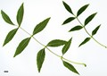 SpeciesSub: var. australis SpeciesSub: var. australis